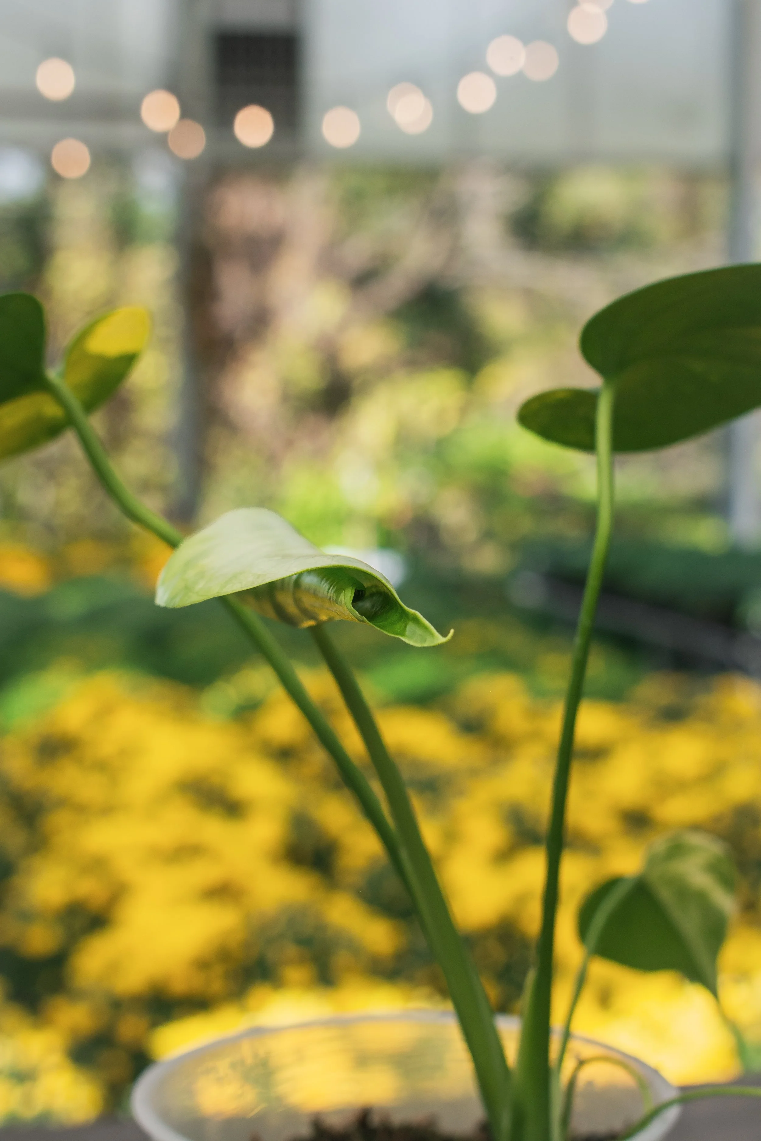 Monstera Deliciosa yellow Marilyn 極斑入り大葉（Yellow